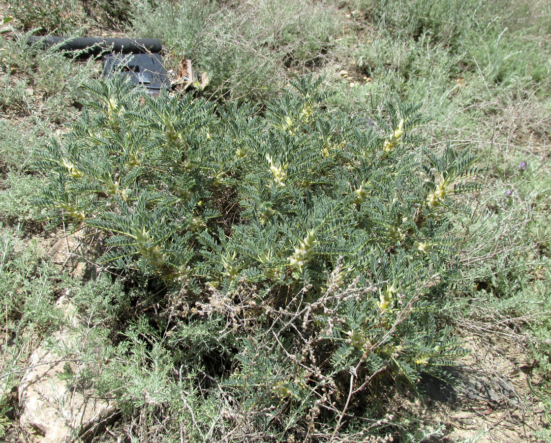 Изображение особи Astragalus denudatus.