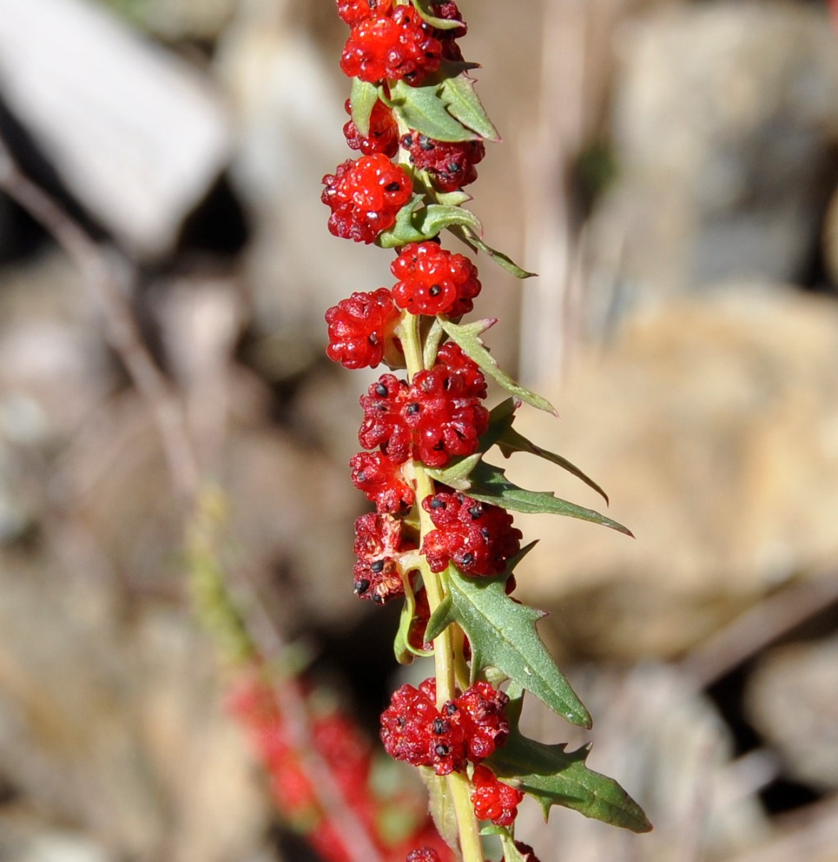 Image of Blitum virgatum specimen.