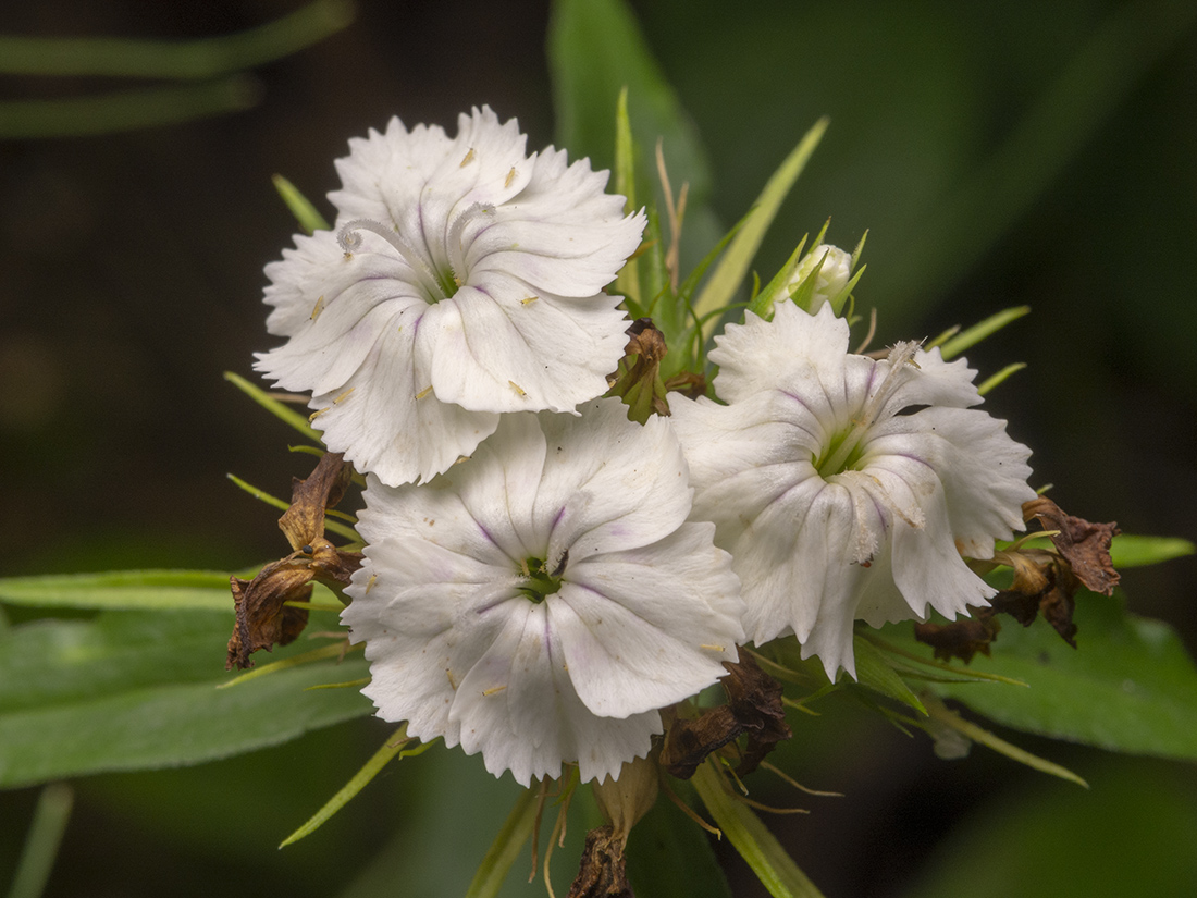 Image of Dianthus barbatus specimen.