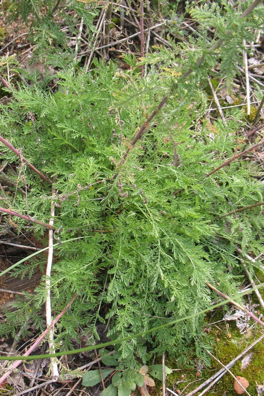 Image of Achillea nobilis specimen.