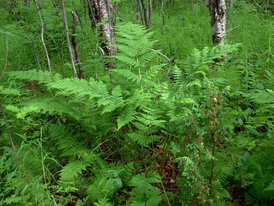 Image of Dryopteris assimilis specimen.