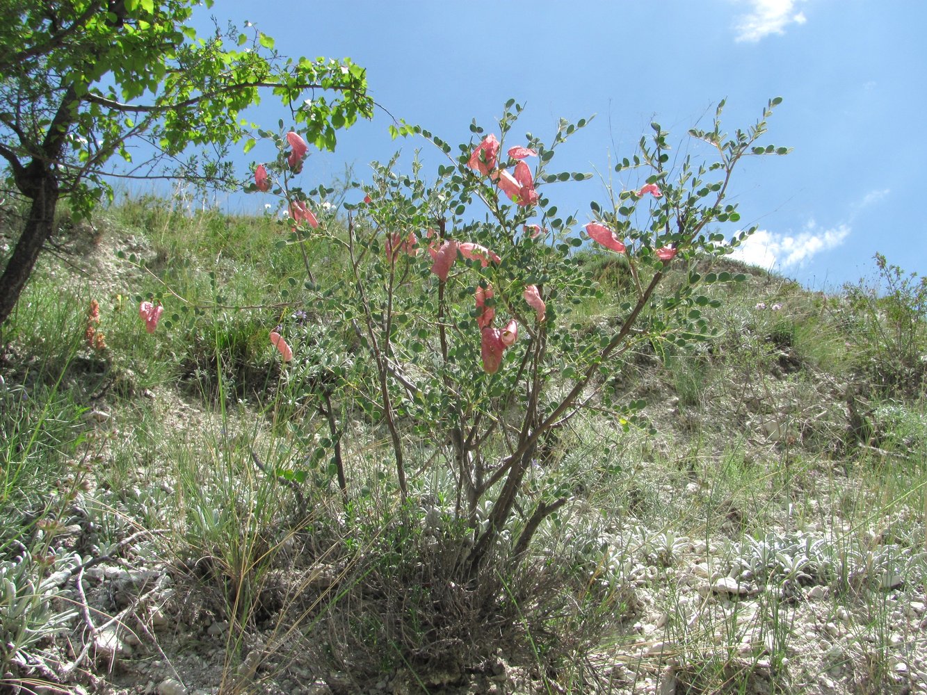 Изображение особи Colutea orientalis.