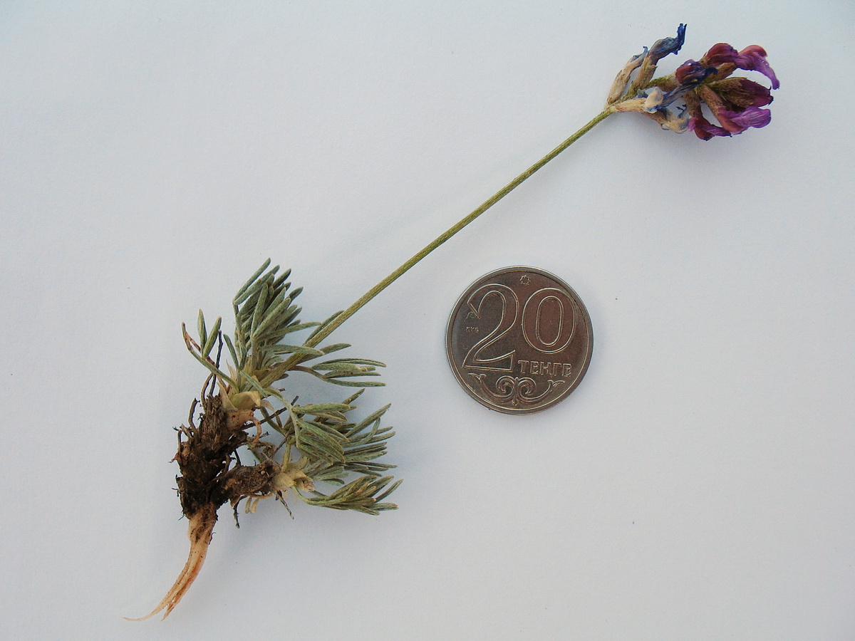 Image of Astragalus kronenburgii specimen.