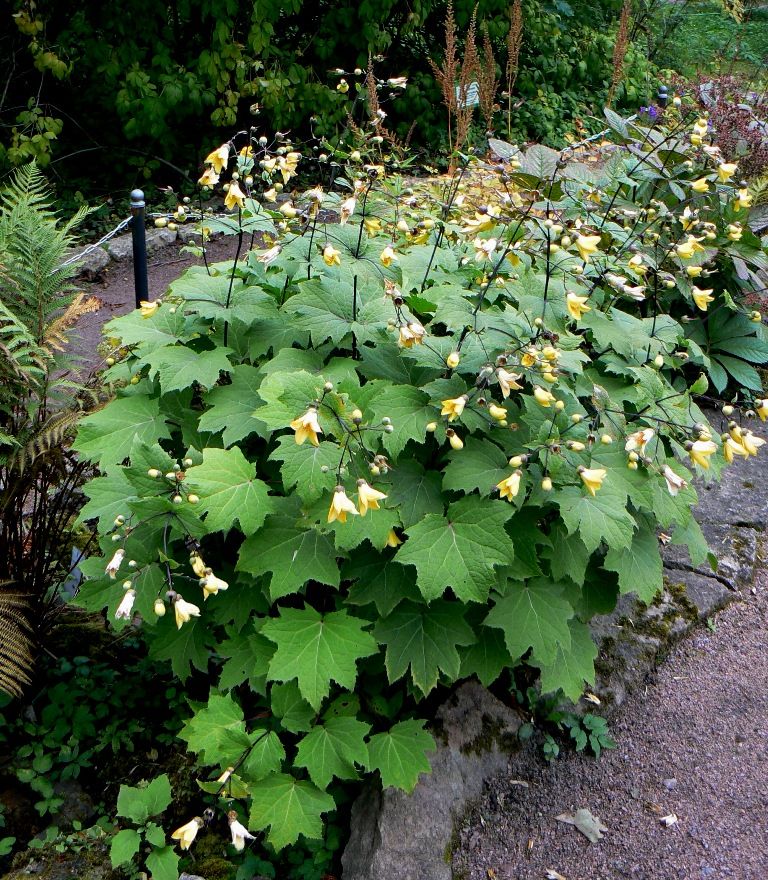 Изображение особи Kirengeshoma palmata.