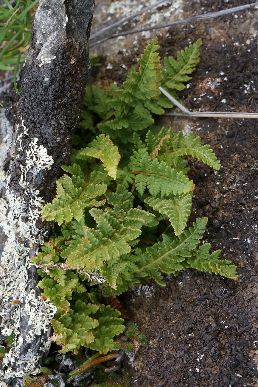 Image of genus Woodsia specimen.