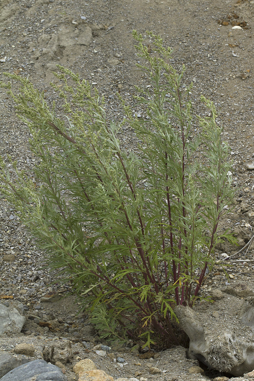 Image of Artemisia rubripes specimen.