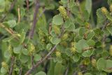 Betula exilis
