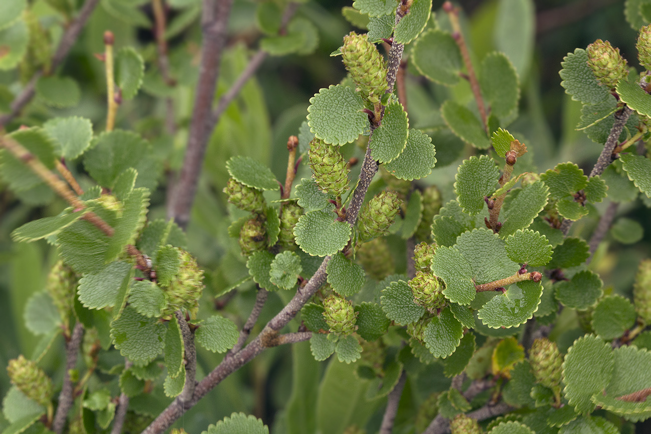 Image of Betula exilis specimen.