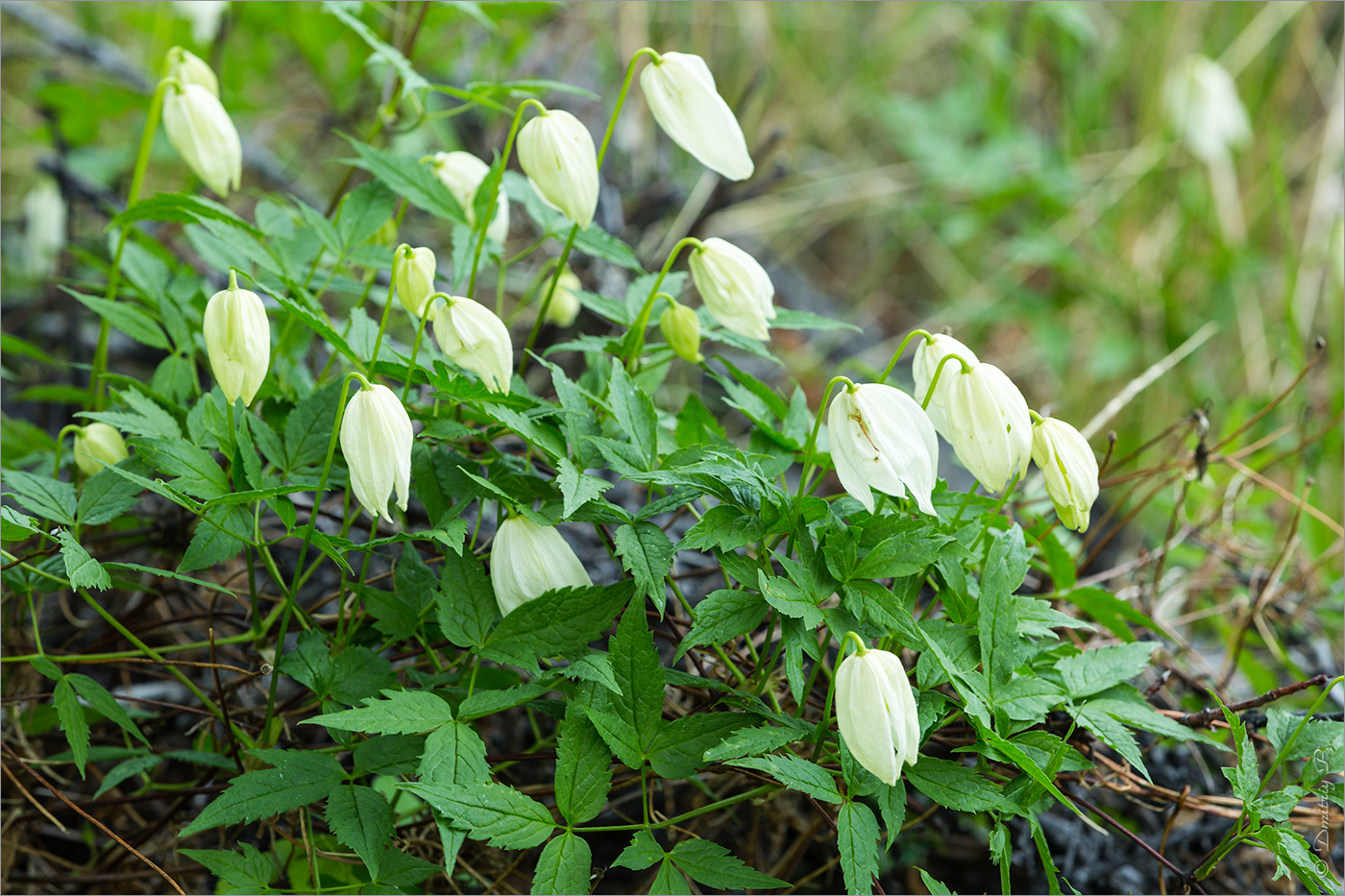 Изображение особи Atragene sibirica.