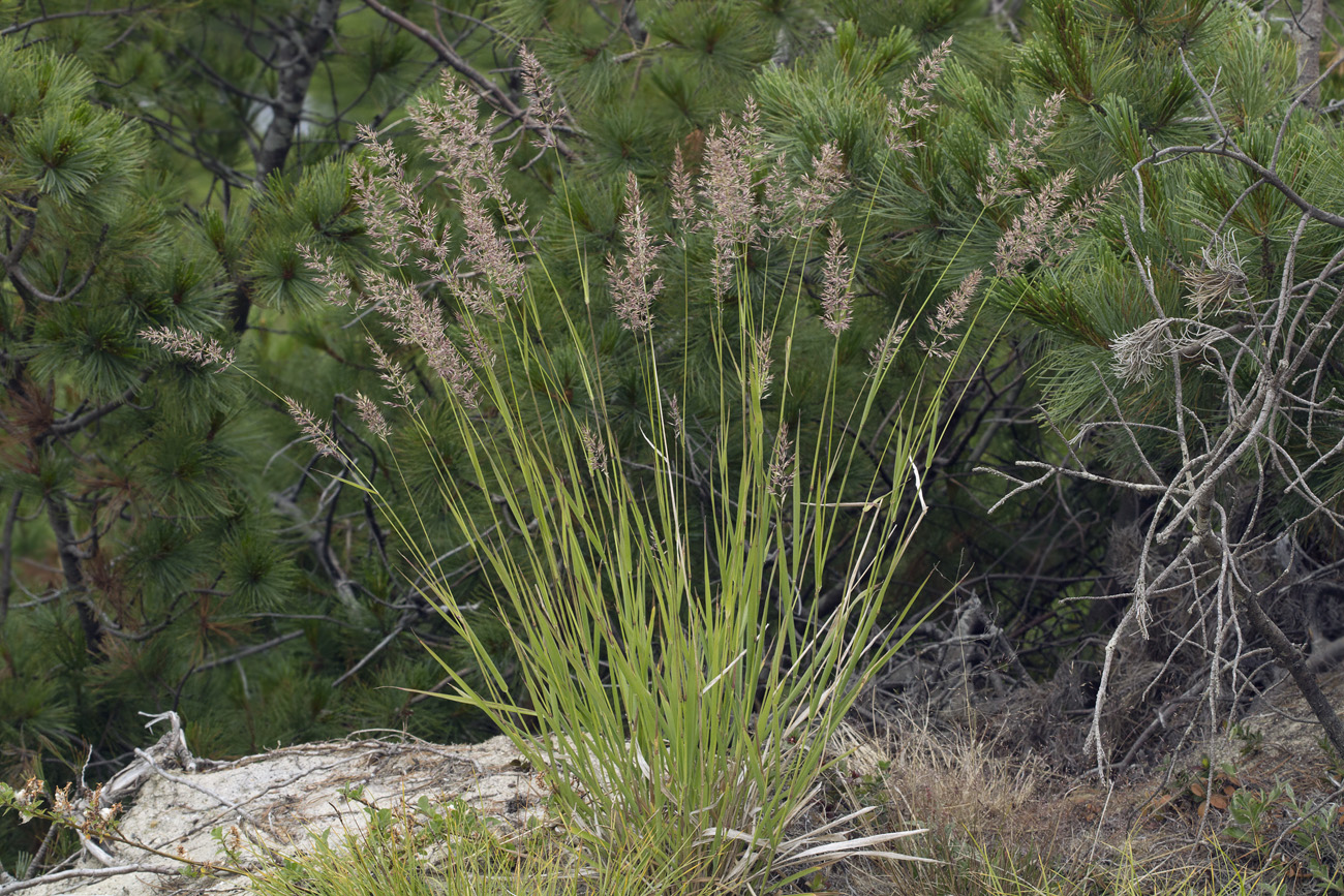 Image of Calamagrostis sugawarae specimen.