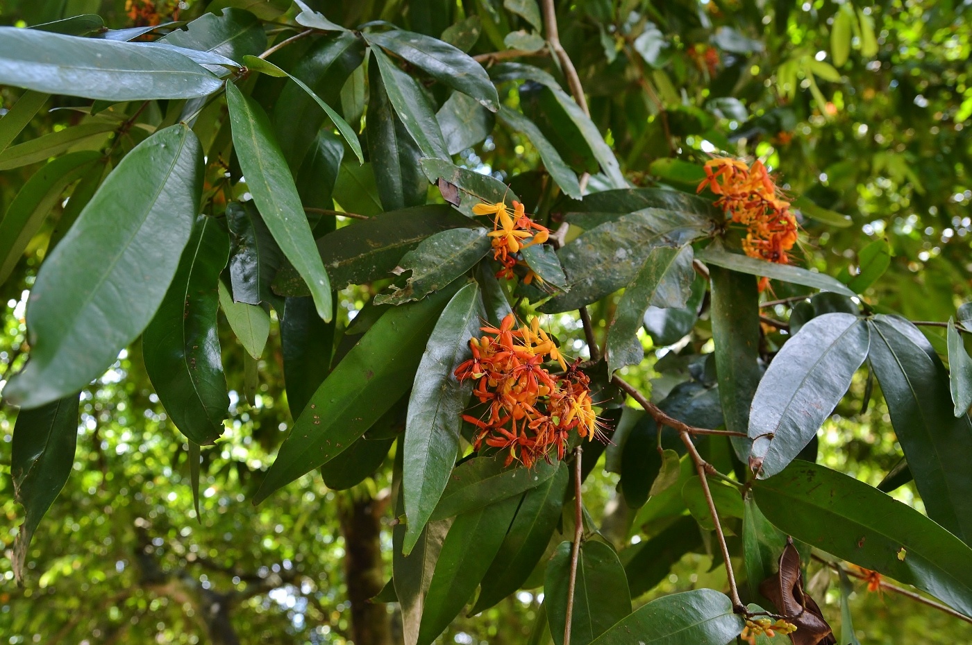 Изображение особи род Combretum.