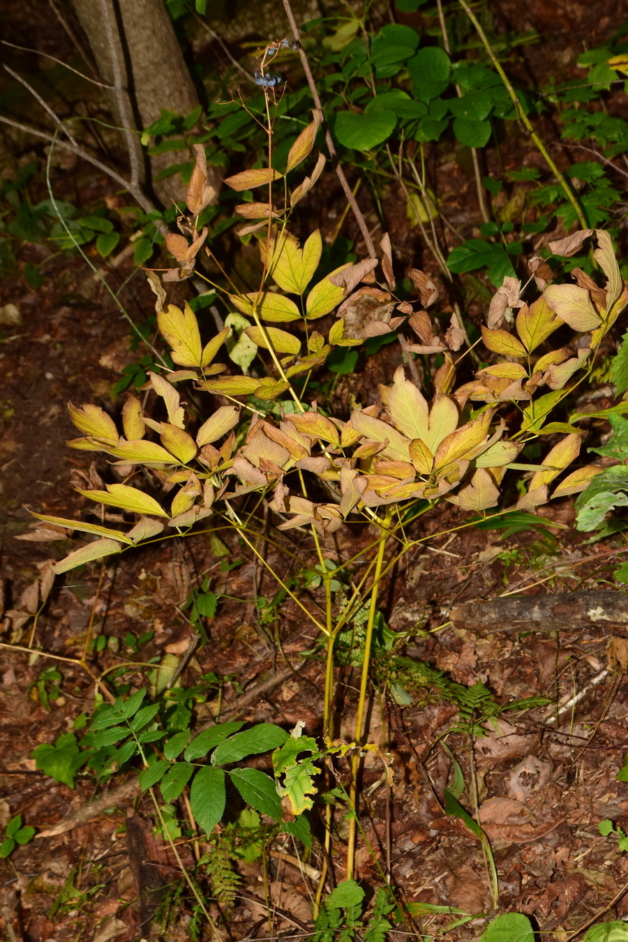 Image of Caulophyllum robustum specimen.