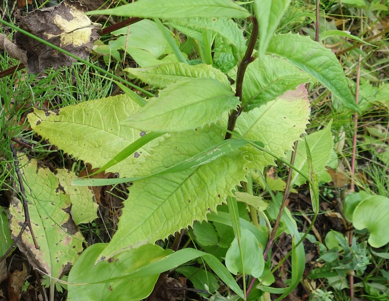 Изображение особи Saussurea sachalinensis.