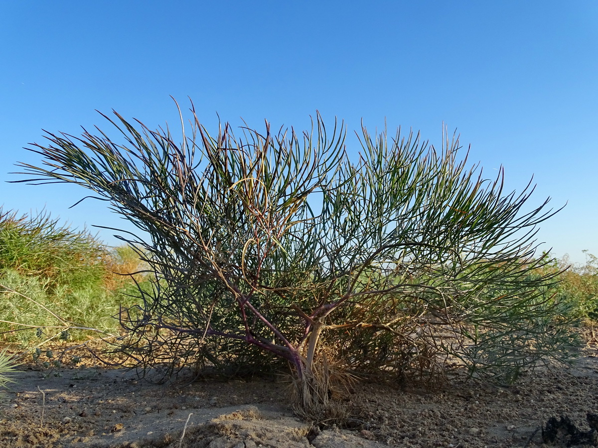 Image of Ferula varia specimen.