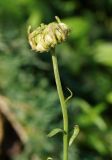 Calendula officinalis