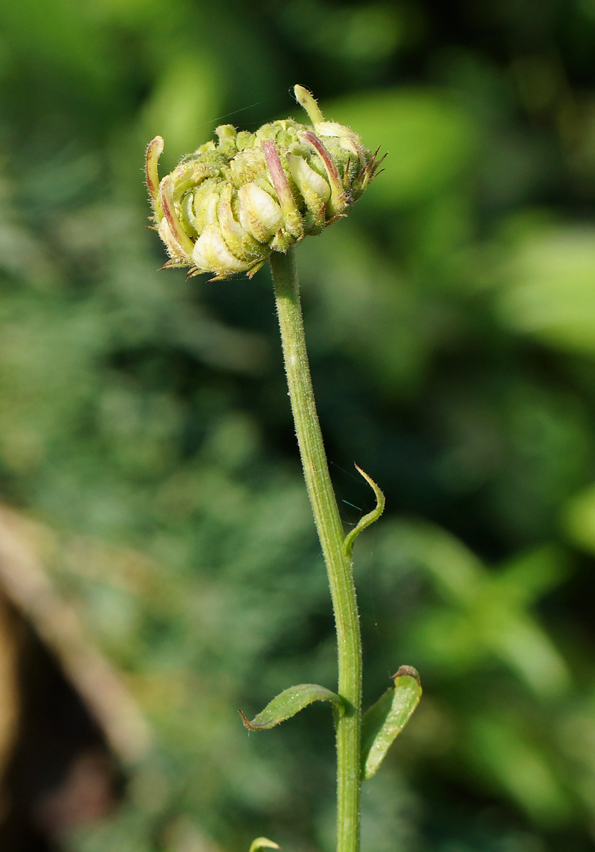 Image of Calendula officinalis specimen.
