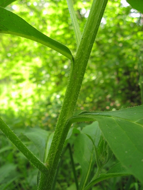 Изображение особи Symphytum officinale.