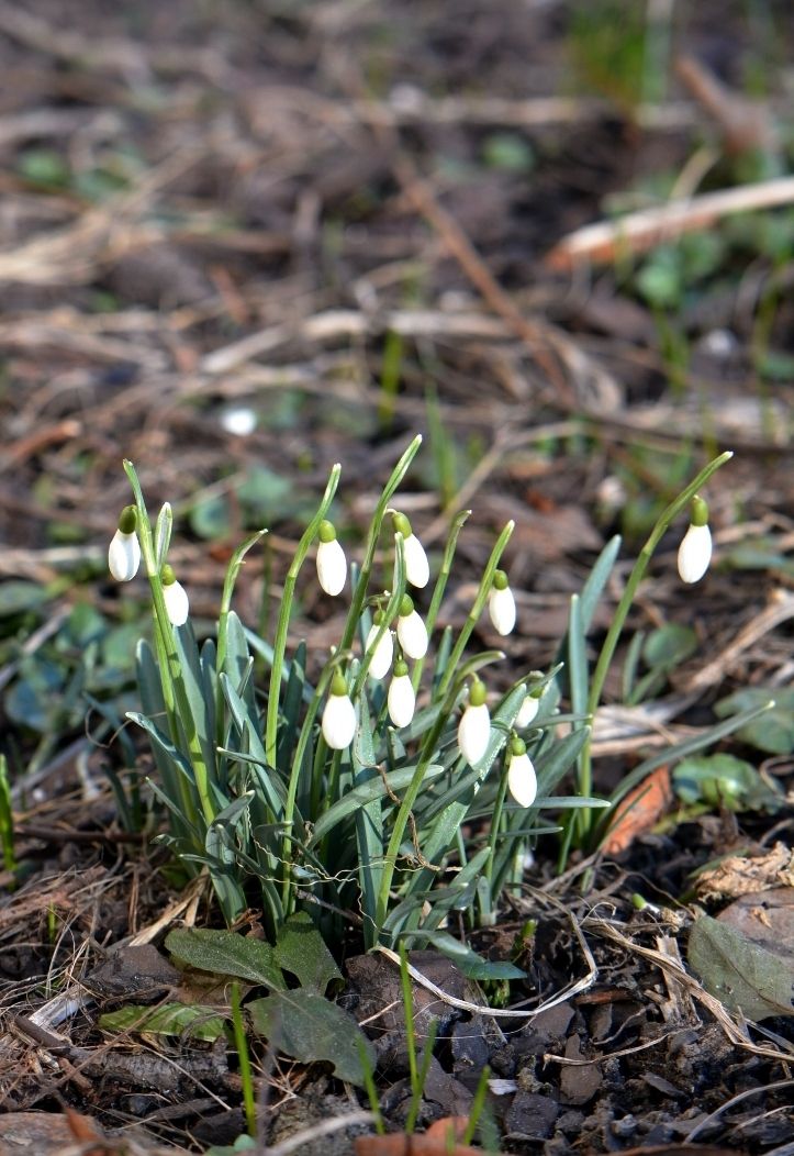 Изображение особи Galanthus nivalis.