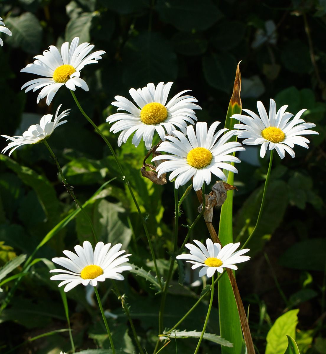 Image of Leucanthemum maximum specimen.