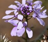 Iberis linifolia