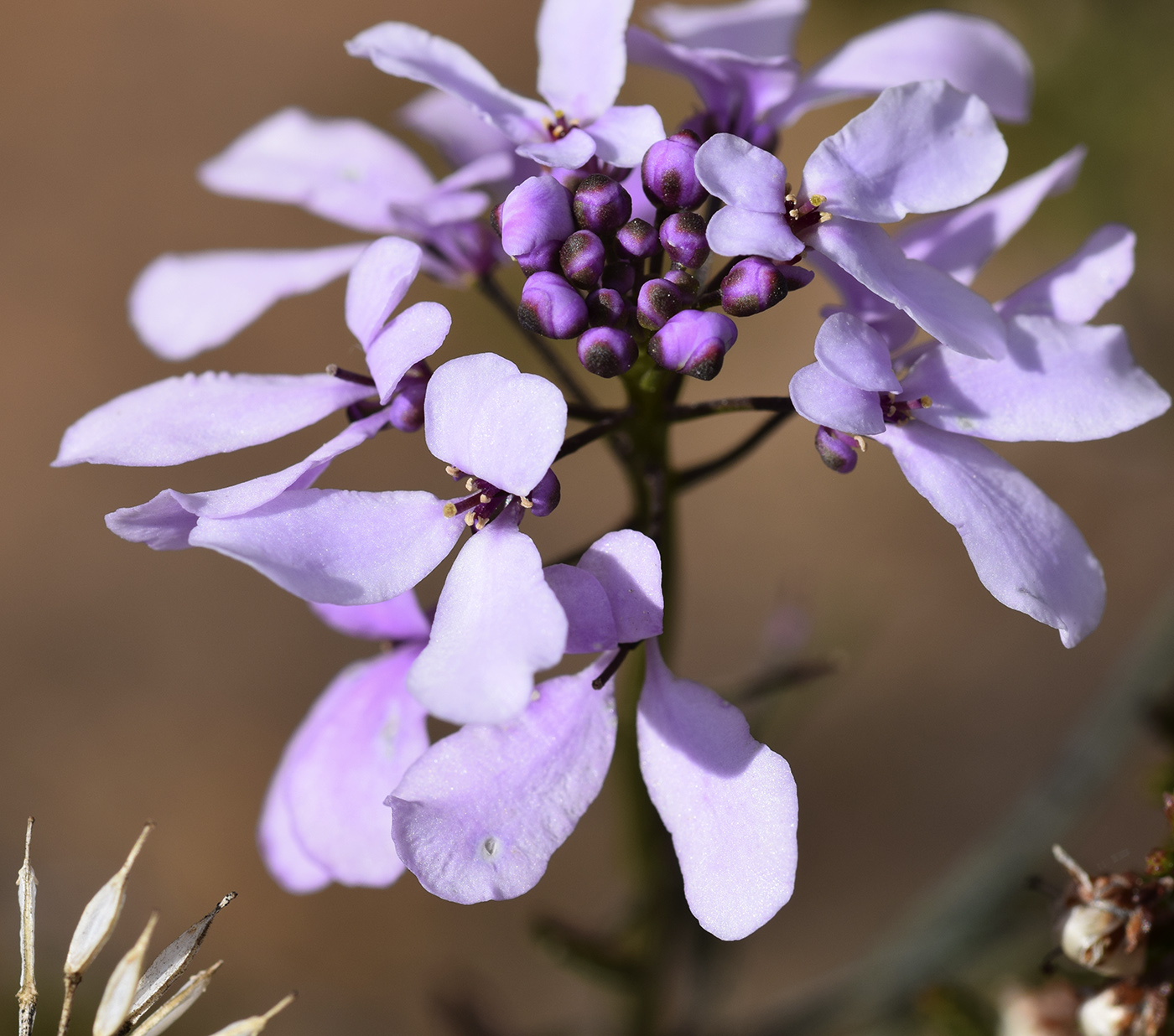 Изображение особи Iberis linifolia.