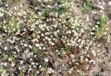 Erophila praecox