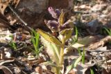 Pulmonaria obscura