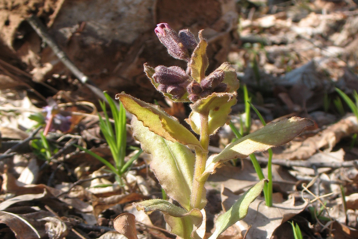 Изображение особи Pulmonaria obscura.