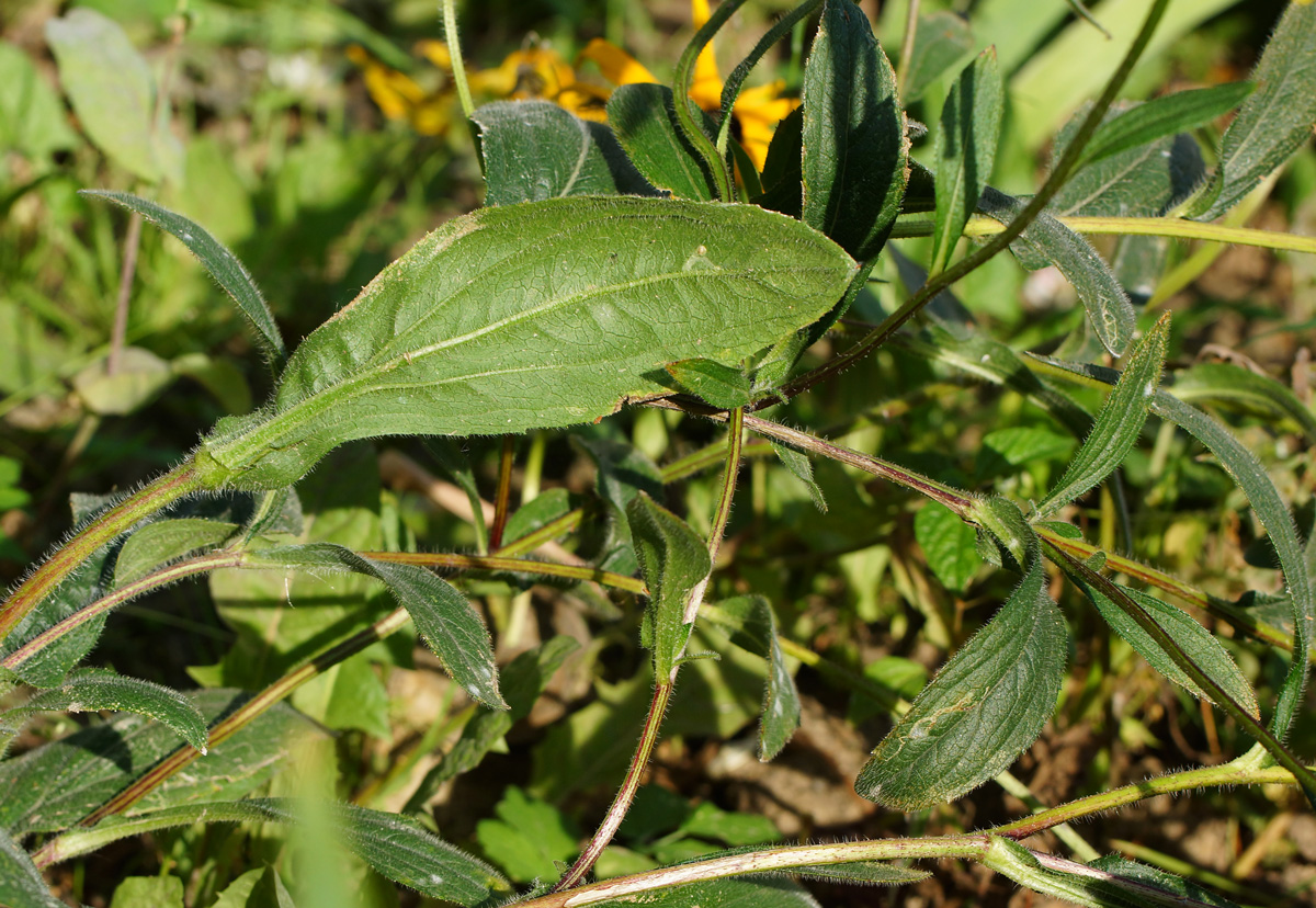 Image of Rudbeckia hirta specimen.