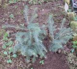 Picea likiangensis