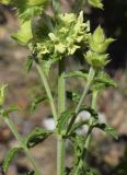 Sideritis endressii ssp. emporitana