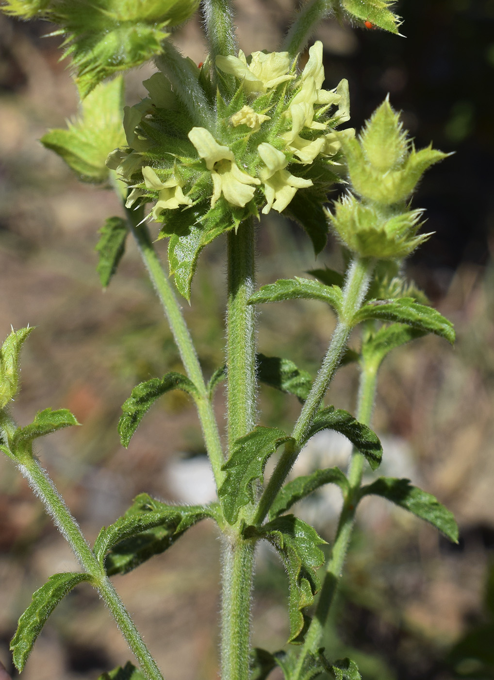 Изображение особи Sideritis endressii ssp. emporitana.