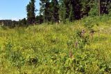 Dactylorhiza sibirica. Цветущие растения у истоков ручья в лесотундре на границе кедрача. Республика Алтай, Онгудайский р-н, пер. Семинский, около 1800 м н.у.м. 07.08.2010.