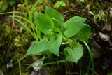 Stellaria nemorum