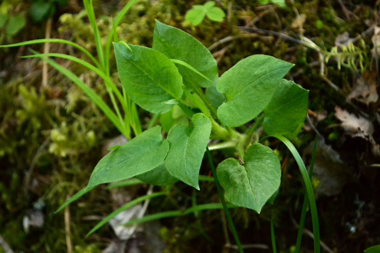 Image of Stellaria nemorum specimen.