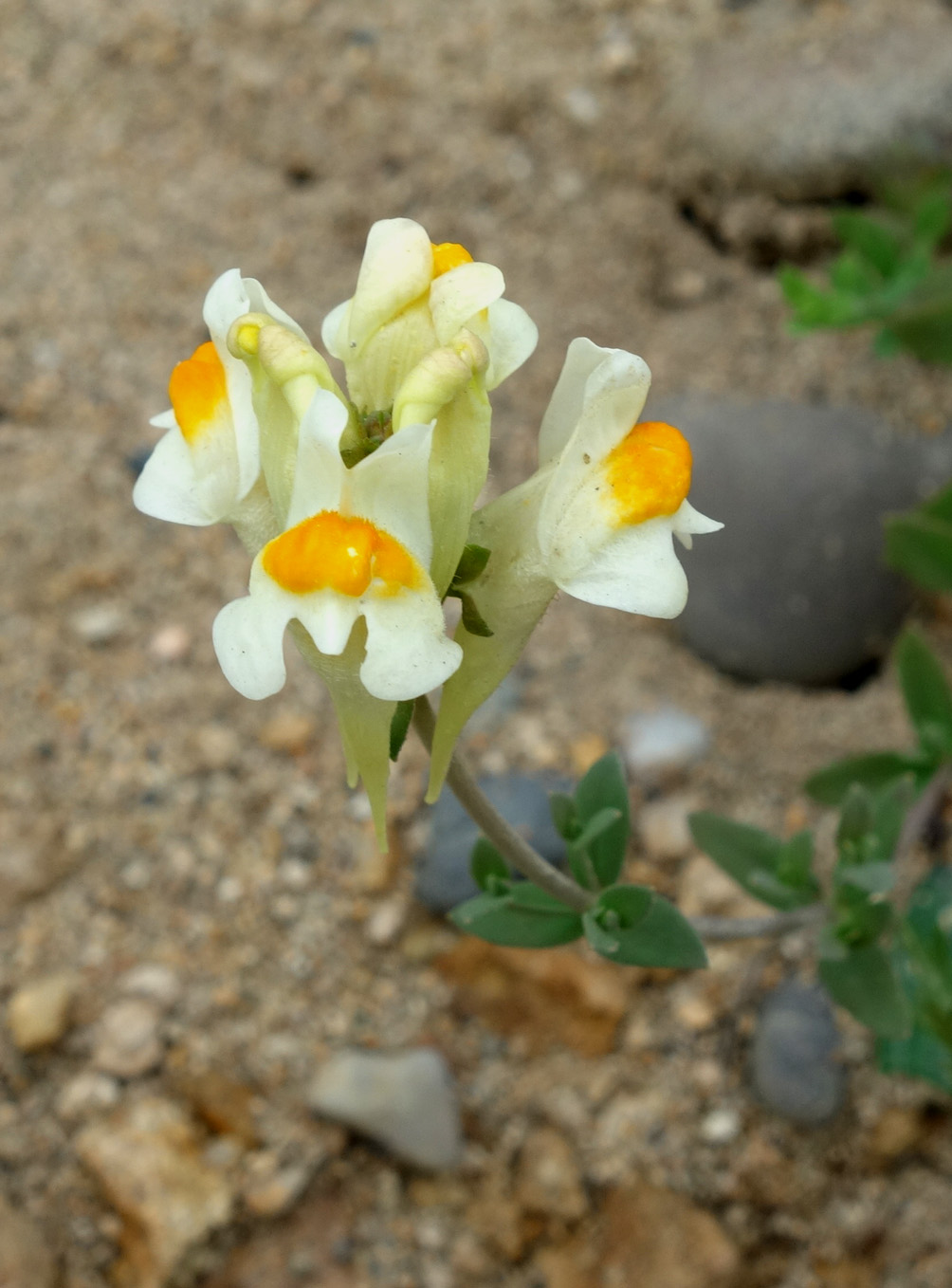Image of Linaria japonica specimen.