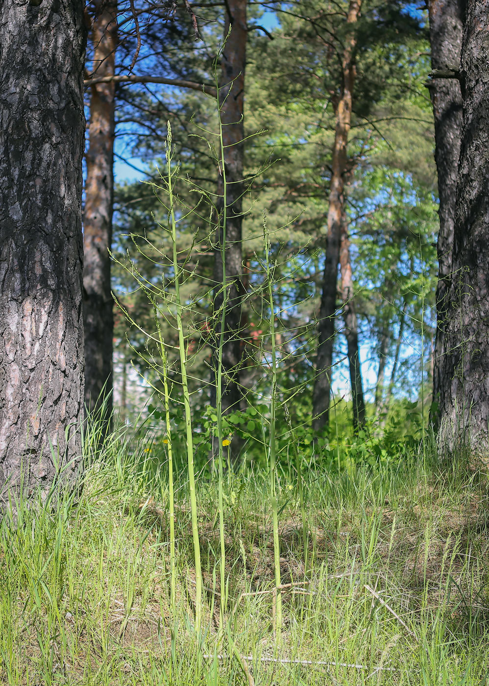 Изображение особи Asparagus officinalis.