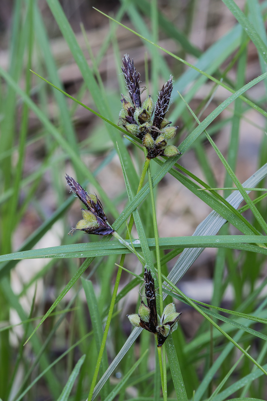 Изображение особи Carex montana.