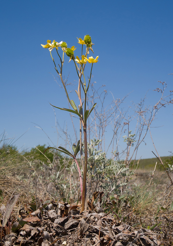 Image of Ranunculus pedatus specimen.