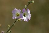 Alcea nudiflora