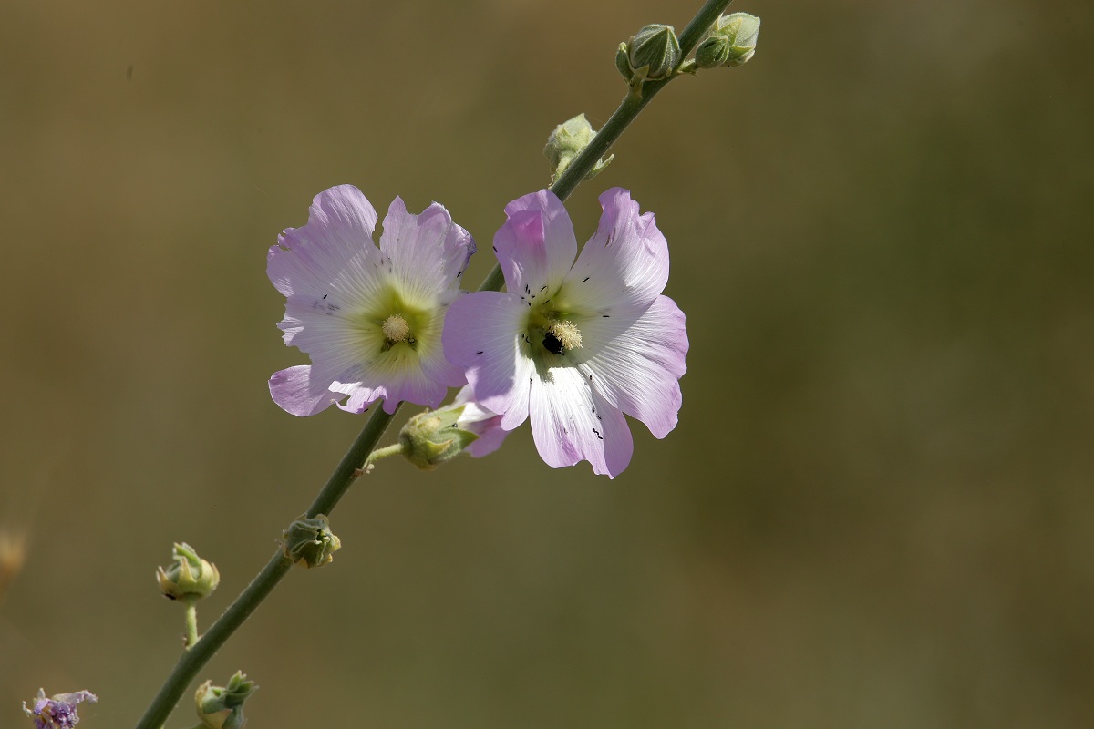 Image of Alcea nudiflora specimen.