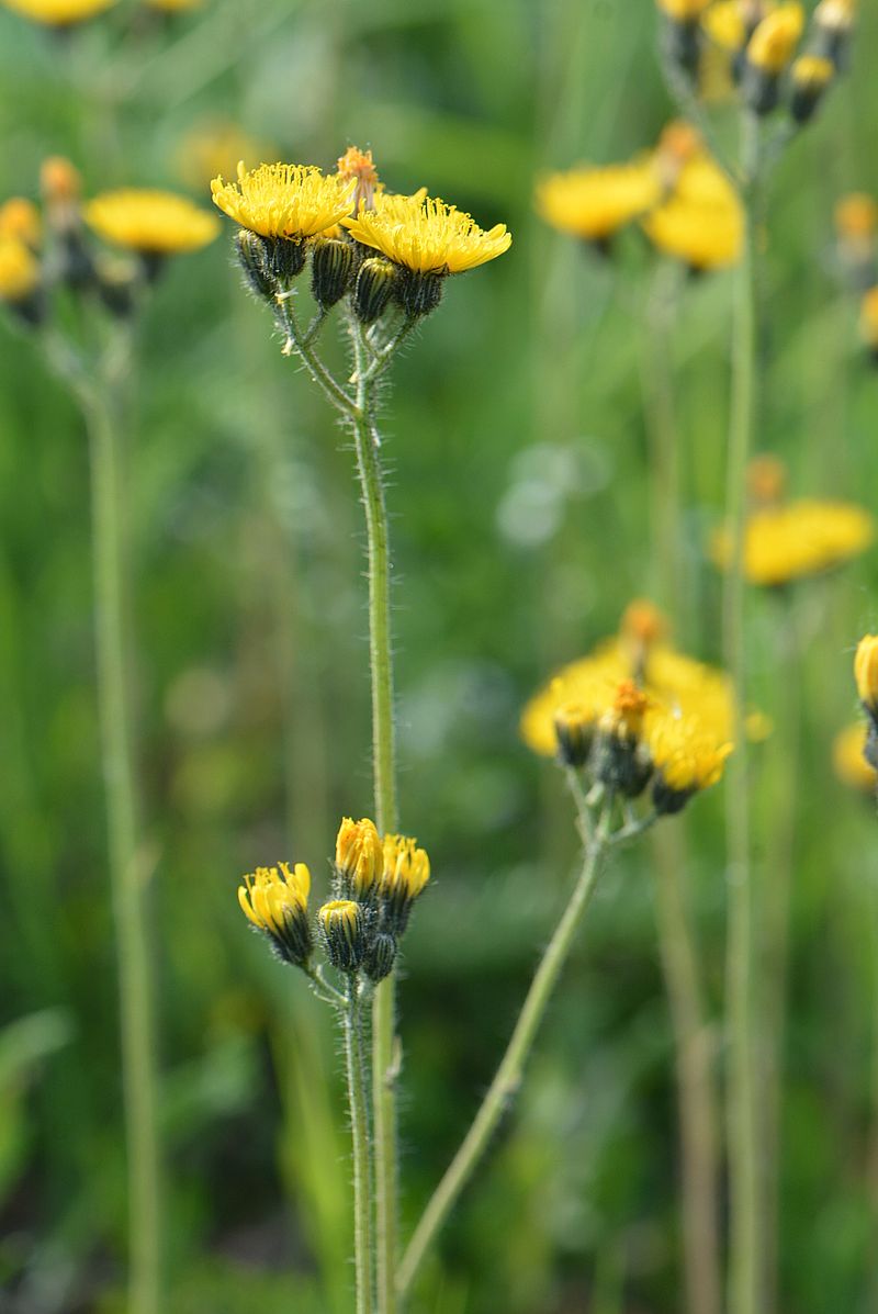 Image of Pilosella &times; floribunda specimen.