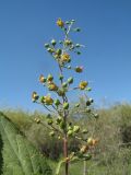 Scrophularia umbrosa. Верхушка побега с соцветием с цветками, бутонами и незрелыми плодами. Казахстан, вост. окраина г. Тараз, пойма р. Талас, остров, край тальниковых зарослей. 18 июня 2020 г.