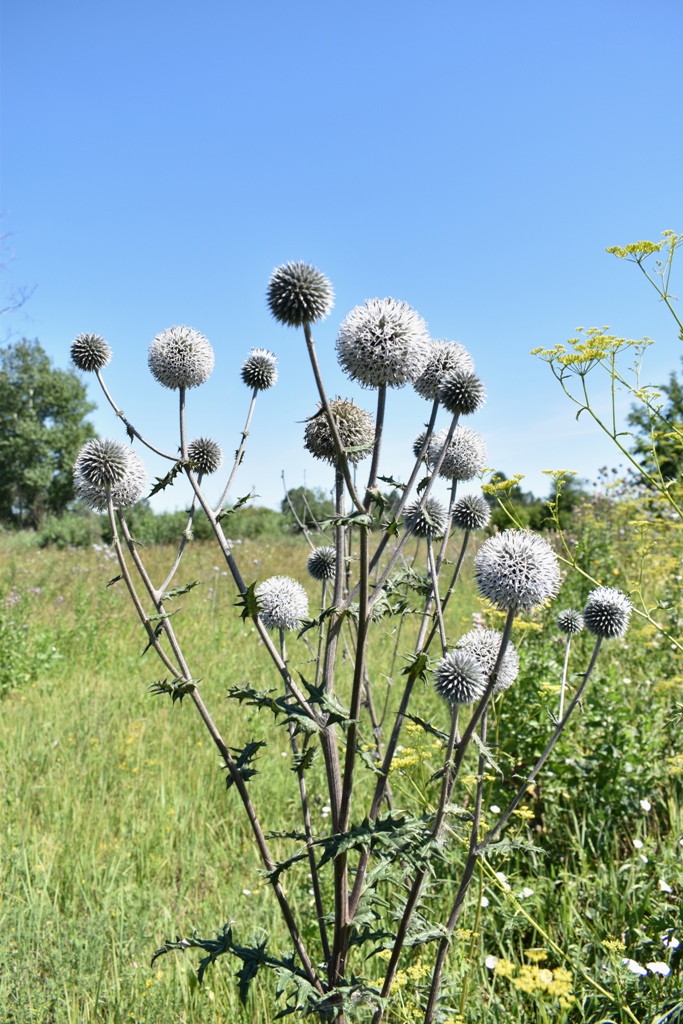 Изображение особи Echinops sphaerocephalus.