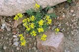 Draba arseniewii