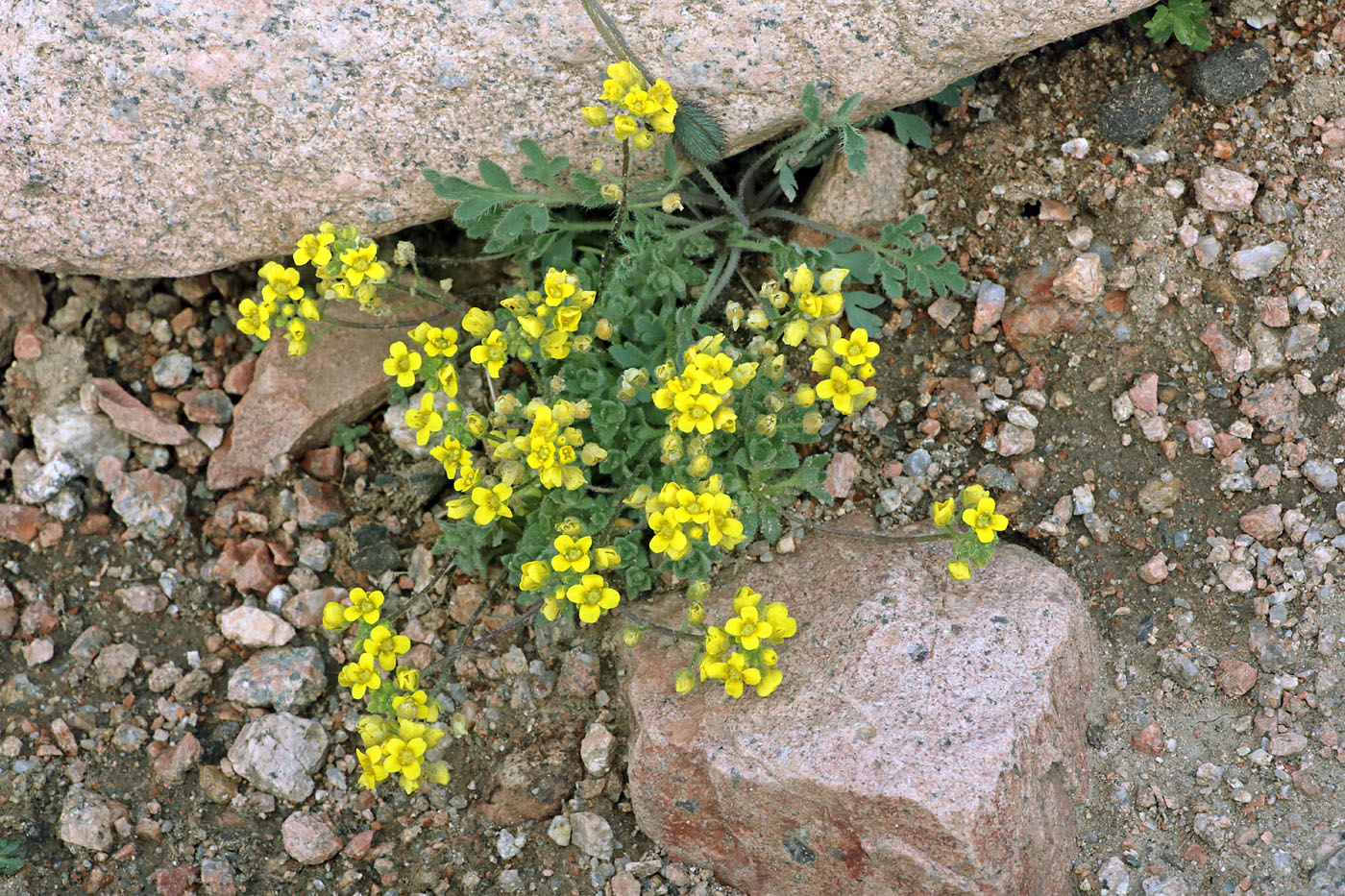 Image of Draba arseniewii specimen.