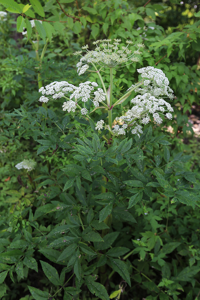 Image of Angelica anomala specimen.