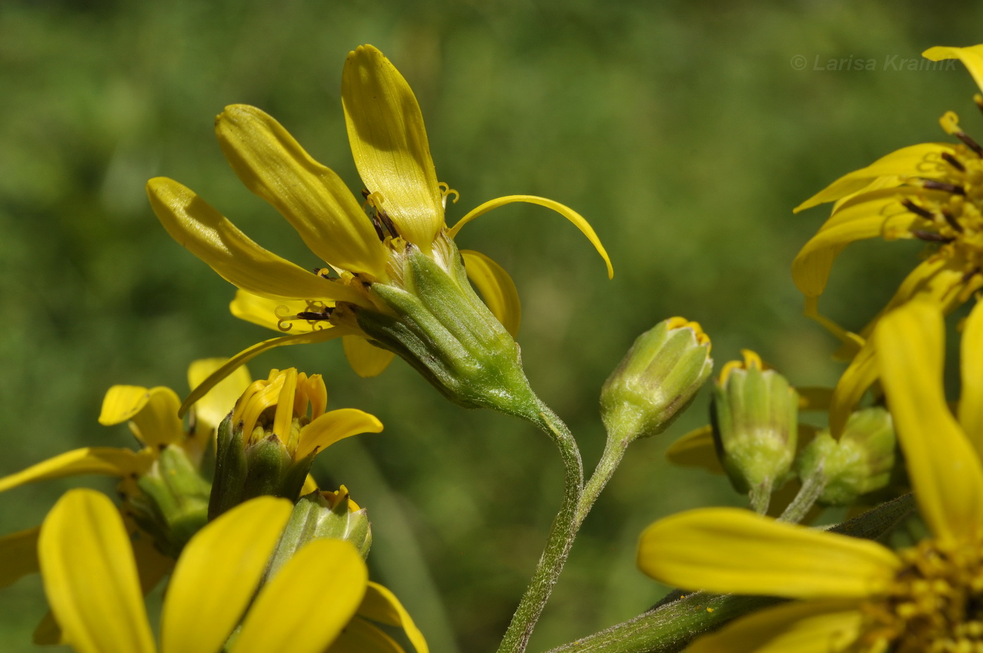 Изображение особи Ligularia jaluensis.