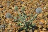 Echinops nanus