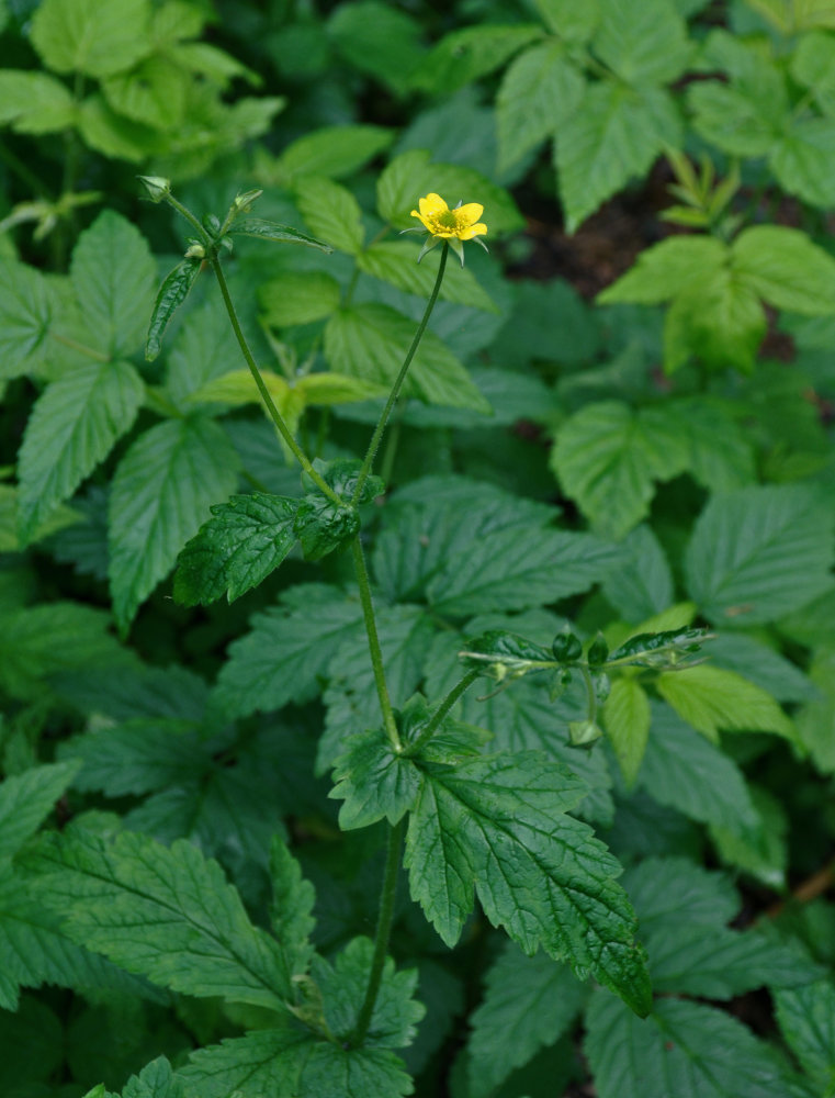 Изображение особи Geum urbanum.